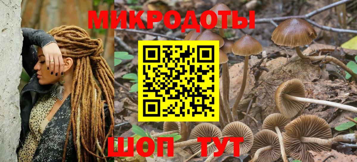 Галлюциногенные грибы Psilocybe Кимры